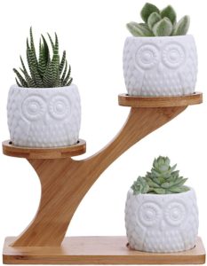 A cozy houseplant